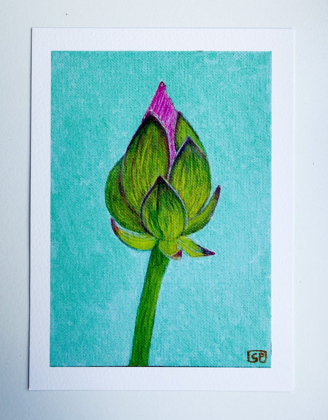 Lotus Flower Study 2 - Print (7x5 inches) - Geraldine Platten Art - Print only