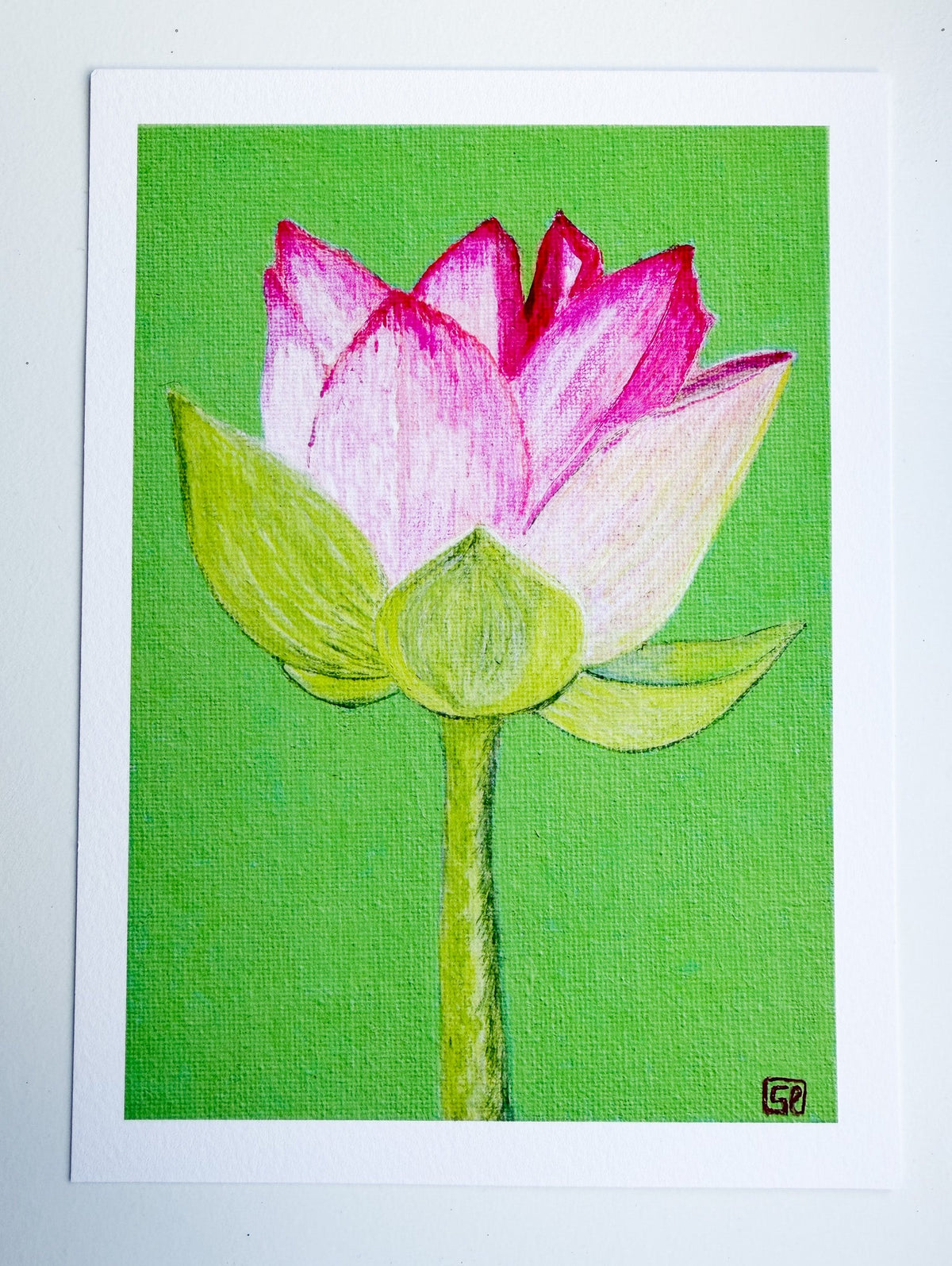 Lotus Flower Study 3 - Print (7x5 Inches) - Geraldine Platten Art -